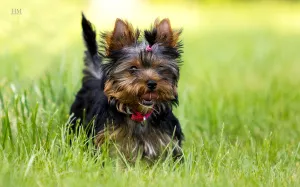 Photo №1. yorkshire terrier - à vendre en ville de Jytomyr | 534€ | Annonce №7046