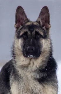 Photo №3. Chiot berger d'Europe de l'Est. Fédération de Russie