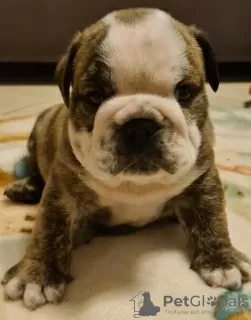 Photos supplémentaires: garçon bouledogue anglais