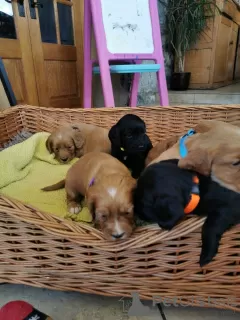 Photos supplémentaires: Beaux chiots cocker de travail de Kc Reg