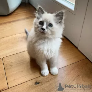 Photo №1. ragdoll - à vendre en ville de Gmina Biskupiec | négocié | Annonce № 41880