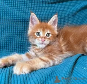 Photo №4. Je vais vendre maine coon en ville de Genève. annonce privée - prix - 400€