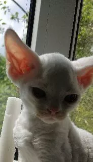 Photos supplémentaires: Devon Rex