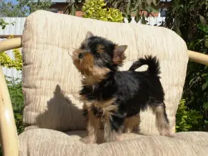 Photo №1. yorkshire terrier - à vendre en ville de Stupino | 215€ | Annonce №2648