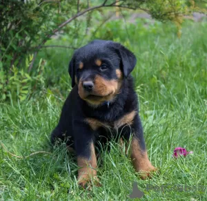 Photo №3. Chiot Rottweiler. Biélorussie