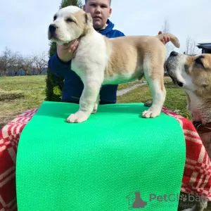 Photos supplémentaires: Chien de berger d'Asie centrale Alabai Alabai SAO