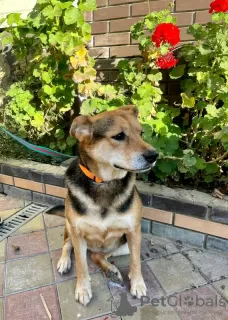 Photos supplémentaires: Jeune chien entre de bonnes mains