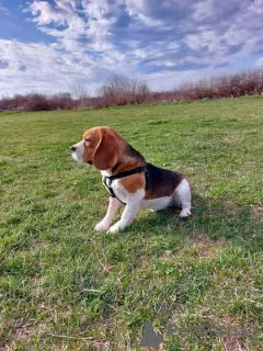 Photos supplémentaires: beagle