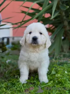 Photos supplémentaires: Chiots Golden Retriever