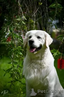 Photos supplémentaires: Chiots Golden Retriever