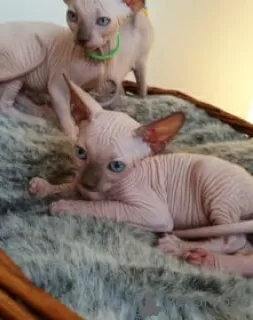 Photo №1. sphynx - à vendre en ville de Ауденарде | Gratuit | Annonce № 128208