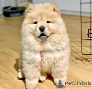 Photo №1. chow-chow - à vendre en ville de Paris | négocié | Annonce №98325