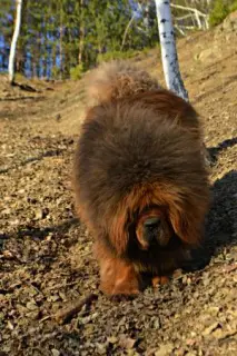 Photos supplémentaires: Chiots Mastiff Tibétains