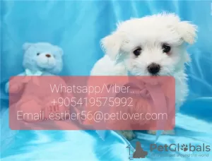 Photo №1. bichon maltais - à vendre en ville de Davos | négocié | Annonce №47603