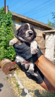 Photos supplémentaires: Des chiots entre de bonnes mains