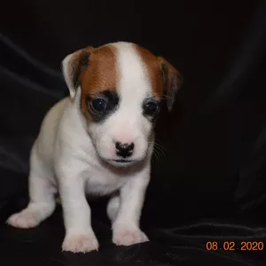 Photo №2 de l'annonce № 5303 de la vente jack russell terrier - acheter à Biélorussie éleveur