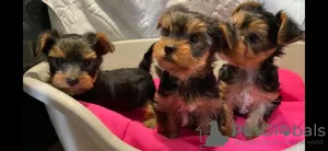 Photo №1. yorkshire terrier - à vendre en ville de Cologne | 350€ | Annonce №42251