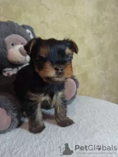 Photo №1. yorkshire terrier - à vendre en ville de Verkhnodniprovsk | 123€ | Annonce №11103