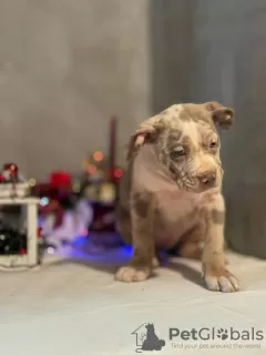 Photos supplémentaires: Chiot Bully américain