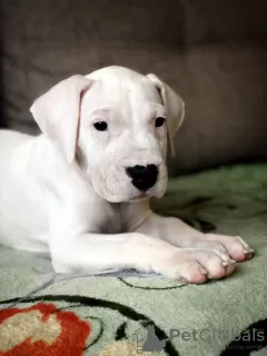 Photo №3. Chiot Dogo argentino. Fédération de Russie