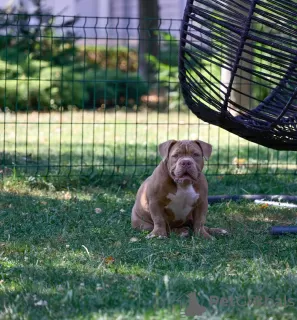 Photos supplémentaires: Chiots American Bully à vendre