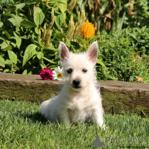 Photo №4. Je vais vendre west highland white terrier en ville de Berlin.  - prix - négocié