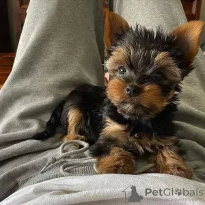 Photo №1. yorkshire terrier - à vendre en ville de Jáchymov | négocié | Annonce №85128