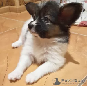 Photos supplémentaires: Chiots Papillon garçons et filles