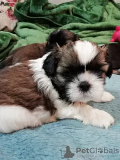 Photos supplémentaires: Chiots Shih Tzu de race pure.