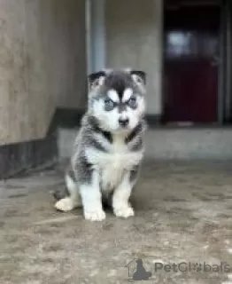 Photo №1. husky de sibérie - à vendre en ville de Ikhwezi | négocié | Annonce №55320