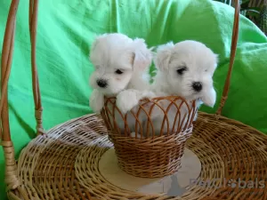 Photo №2 de l'annonce № 10983 de la vente bichon maltais - acheter à Biélorussie éleveur