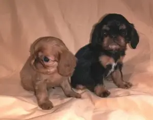 Photos supplémentaires: Les chiots sont proposés à la vente par le roi Charles Spaniel (anglais Toy