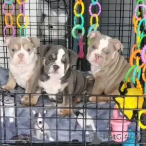 Photo №1. bulldog anglais - à vendre en ville de Амстердам | négocié | Annonce №44011