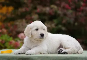 Photo №2 de l'annonce № 3477 de la vente golden retriever - acheter à Fédération de Russie éleveur