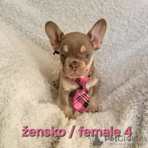 Photos supplémentaires: Chiot bouledogue français, exotique