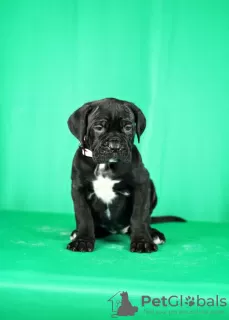 Photo №4. Je vais vendre cane corso en ville de Нови Сад. éleveur - prix - négocié