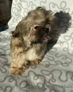 Photo №4. Je vais vendre shih tzu en ville de Ozorków. éleveur - prix - 287€