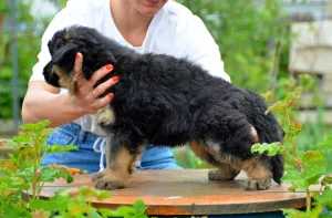 Photo №1. berger allemand - à vendre en ville de Kiev | 15€ | Annonce №6697