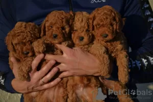 Photos supplémentaires: Mini Caniche, coloris rouge et abricot