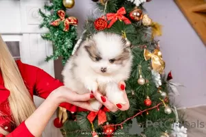 Photo №4. Je vais vendre spitz nain en ville de Нови Сад.  - prix - Gratuit