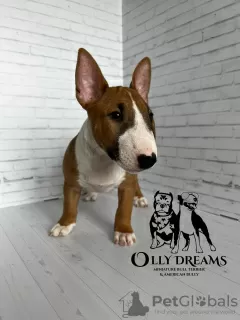 Photo №2 de l'annonce № 44732 de la vente bull terrier - acheter à Allemagne éleveur