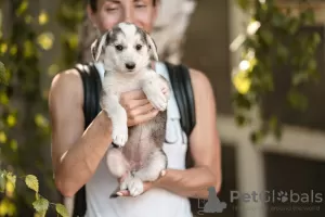 Photo №1. chien bâtard - à vendre en ville de Balashikha | Gratuit | Annonce №24929