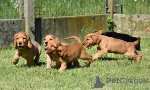 Photo №4. Je vais vendre cocker spaniel anglais en ville de Portimão. annonce privée - prix - 950€