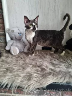 Photo №1. devon rex - à vendre en ville de Сквира | 360€ | Annonce № 31711