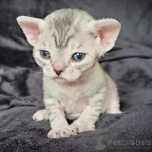 Photo №2 de l'annonce № 72824 de la vente devon rex - acheter à La finlande annonce privée, éleveur