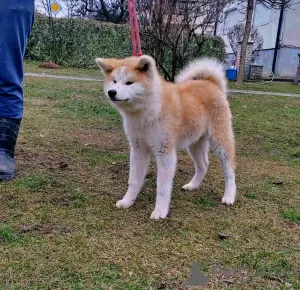 Photos supplémentaires: Chiots Akita Inu japonais