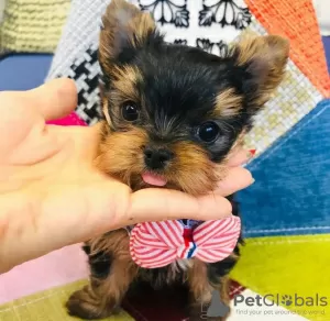 Photo №1. yorkshire terrier - à vendre en ville de Helsinki | négocié | Annonce №43046