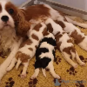 Photo №4. Je vais vendre cavalier king charles spaniel en ville de Amiens. annonce privée - prix - 1200€