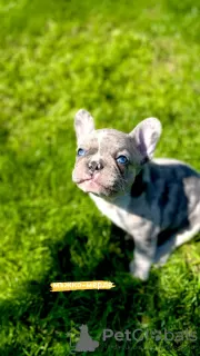 Photo №4. Je vais vendre bouledogue en ville de Лиер.  - prix - 2300€