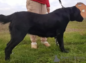 Photos supplémentaires: Chiots d'élite du berger d'Asie centrale (Alabai)